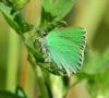 Green Hairstreak at Canvey Wick (Graham Oakes) (83651 bytes)