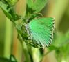 Green Hairstreak at Canvey Wick (Graham Oakes) (83651 bytes)