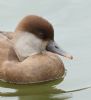 Red-crested Pochard at Southchurch Park West (Steve Arlow) (63251 bytes)