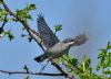 Lesser Whitethroat at Canvey Wick (Graham Oakes) (61786 bytes)