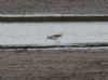 Marsh Sandpiper at Vange Marsh (RSPB) (Jeff Delve) (56855 bytes) Marsh Sandpiper at Vange Marsh (RSPB) (Jeff Delve) (56855 bytes)