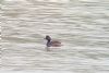 Black-necked Grebe at Bowers Marsh (RSPB) (Paul Baker) (69091 bytes)