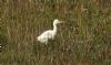 Cattle Egret at Wat Tyler Country Park (Steve Arlow) (120922 bytes) Cattle Egret at Wat Tyler Country Park (Steve Arlow) (120922 bytes)