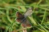 Brown Argus at Gunners Park (Richard Howard) (100346 bytes)