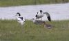 Ruff at Lower Raypits (Jeff Delve) (51583 bytes)