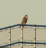 Peregrine Falcon at Wallasea Island (RSPB) (Jeff Delve) (81553 bytes) Peregrine Falcon at Wallasea Island (RSPB) (Jeff Delve) (81553 bytes)