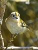 Goldcrest at Bowers Marsh (RSPB) (Graham Ryland) (74839 bytes)