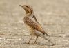 Wryneck at Brandy Hole (Steve Arlow) (175311 bytes)