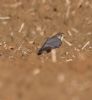 Merlin at Wallasea Island (RSPB) (Jeff Delve) (38816 bytes)