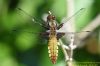 Broad-bodied Chaser at Benfleet Downs (Richard Howard) (60656 bytes)