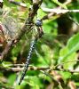 Hairy Dragonfly at Bowers Marsh (RSPB) (Graham Oakes) (117916 bytes) Hairy Dragonfly at Bowers Marsh (RSPB) (Graham Oakes) (117916 bytes)