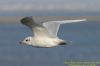 Mediterranean Gull at Canvey Point (Richard Howard) (61215 bytes)