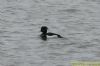 Tufted Duck at Bowers Marsh (RSPB) (Richard Howard) (77938 bytes)