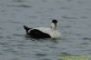 Eider at Gunners Park (Richard Howard) (75934 bytes)