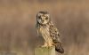 Short-eared Owl at Wallasea Island (RSPB) (Jeff Delve) (35033 bytes)