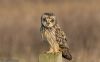 Short-eared Owl at Wallasea Island (RSPB) (Jeff Delve) (35033 bytes) Short-eared Owl at Wallasea Island (RSPB) (Jeff Delve) (35033 bytes)