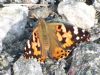 Painted Lady at Bowers Marsh (RSPB) (Richard Howard) (105654 bytes)