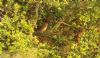 Grasshopper Warbler at Canvey Wick (Steve Arlow) (104688 bytes) Grasshopper Warbler at Canvey Wick (Steve Arlow) (104688 bytes)