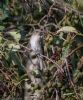 Spotted Flycatcher at Canewdon (Jeff Delve) (102315 bytes)
