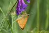 Large Skipper at Canvey Wick (Richard Howard) (48110 bytes)