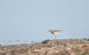 Pectoral Sandpiper at Lower Raypits (Andrew Armstrong) (30672 bytes)