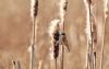 Penduline Tit at Magnolia NR, Hawkwell (Steve Arlow) (43837 bytes) Penduline Tit at Magnolia NR, Hawkwell (Steve Arlow) (43837 bytes)