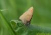 Meadow Brown at Benfleet Downs (Richard Howard) (44460 bytes)