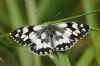 Marbled White at Benfleet Downs (Richard Howard) (57170 bytes)