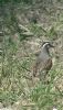 Dotterel at Wallasea Island (RSPB) (Neil Chambers) (71136 bytes)