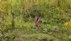 Wryneck at Gunners Park (Steve Arlow) (105789 bytes)