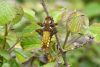 Broad-bodied Chaser at Bowers Marsh (RSPB) (Graham Oakes) (78179 bytes)