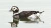 Long-tailed Duck at Gunners Park (Steve Arlow) (103872 bytes) Long-tailed Duck at Gunners Park (Steve Arlow) (103872 bytes)