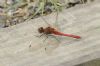 Ruddy Darter at Bowers Marsh (RSPB) (Richard Howard) (61199 bytes)