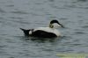 Eider at Gunners Park (Richard Howard) (85448 bytes)