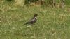 Ring Ouzel at Doggetts Pits (Steve Arlow) (89416 bytes) Ring Ouzel at Doggetts Pits (Steve Arlow) (89416 bytes)