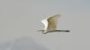 Great White Egret at Bowers Marsh (RSPB) (Steve Arlow) (11091 bytes) Great White Egret at Bowers Marsh (RSPB) (Steve Arlow) (11091 bytes)