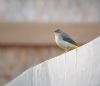 Grey Wagtail at Airport Business Park (Paul Baker) (31886 bytes)