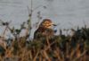 Stone Curlew at Lower Raypits (Jeff Delve) (50118 bytes) Stone Curlew at Lower Raypits (Jeff Delve) (50118 bytes)