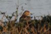 Stone Curlew at Lower Raypits (Jeff Delve) (50118 bytes)