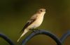 Pied Flycatcher at Gunners Park (Steve Arlow) (26589 bytes) Pied Flycatcher at Gunners Park (Steve Arlow) (26589 bytes)