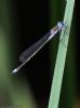 Emerald Damselfly at Canewdon (Jeff Delve) (36914 bytes)