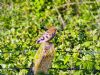 Hoopoe at Wakering Stairs (Matt Bruty) (128858 bytes)