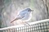 Black Redstart at Airport Business Park (Paul Baker) (53628 bytes) Black Redstart at Airport Business Park (Paul Baker) (53628 bytes)