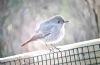 Black Redstart at Airport Business Park (Paul Baker) (53628 bytes)