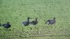 Red-breasted Goose at South Fambridge (Paul Baker) (53895 bytes)