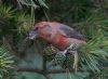 Parrot Crossbill at Gunners Park (Jeff Delve) (75350 bytes)