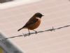 Stonechat at Wallasea Island (RSPB) (Vince Kinsler) (35241 bytes)