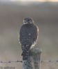 Merlin at Wallasea Island (RSPB) (Jeff Delve) (39492 bytes)