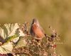 Dartford Warbler at Canvey Heights C.P. & Newlands (Vince Kinsler) (84720 bytes)