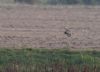 Short-eared Owl at Lower Raypits (Vince Kinsler) (58391 bytes)